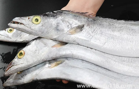 刀魚(yú)是淡水魚(yú)還是海魚(yú)2
