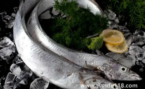 刀魚(yú)是淡水魚(yú)還是海魚(yú)3