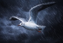 雷雨一課是按照什么的順序來(lái)寫的 雷雨這篇課文作者按什么的順序描寫的